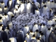 Antarktida pingvinlari