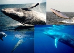 19 февраля - Всемирный день защиты морских млекопитающих (День кита)