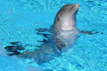 23-iyul Butun jahon kit va delfinlar kuni