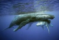Морские млекопитающие увеличились в 150 раз