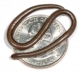 Найдена самая маленькая в мире змея