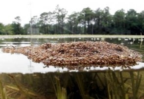 Ученые обнаружили специализацию у муравьев-сплавщиков