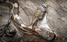 В США сняли на фото двухголовую змею
