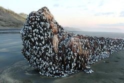 На пляже в Новой Зеландии нашли необычный живой объект