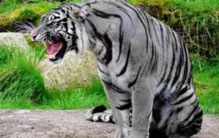 Существует ли мальтийский голубой тигр на самом деле?
