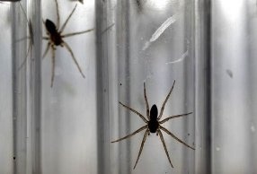 Ученые обнаружили в Австралии более 50 новых видов пауков