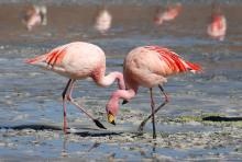 Почему фламинго стоят на одной ноге