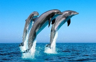 Дельфины - Глубокомыслящие Создания