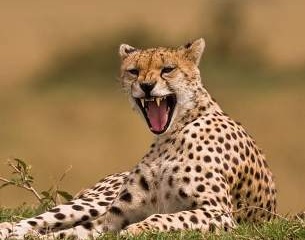 Gepard haqida qiziqarli faktlar…