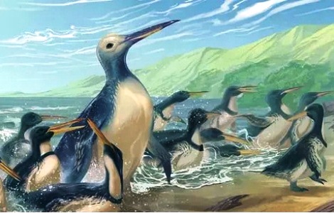 Yangi Zelandiya sohilida eng yirik pingvin qoldiqlari topildi