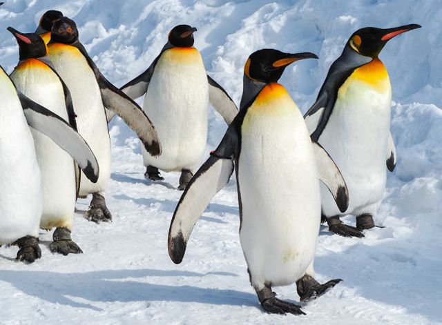 Pingvin qushmi yoki baliqmi?