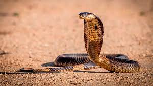O‘zbekistonda tarqalgan zaharli ilonlar: ular haqida nimalarni bilamiz?