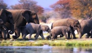 Ученые рассказали, почему слоны не умеют прыгать
