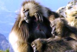 Новый шаг к пониманию языка обезьян