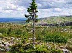 Самое старое в мире дерево возрастом 9,5 тысяч лет растет в Швеции