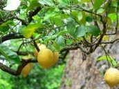 В Узбекистане планируют создать лимонные и ореховые плантации