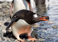Пингвины из Эдинбургского зоопарка готовы к «каменному ритуалу»